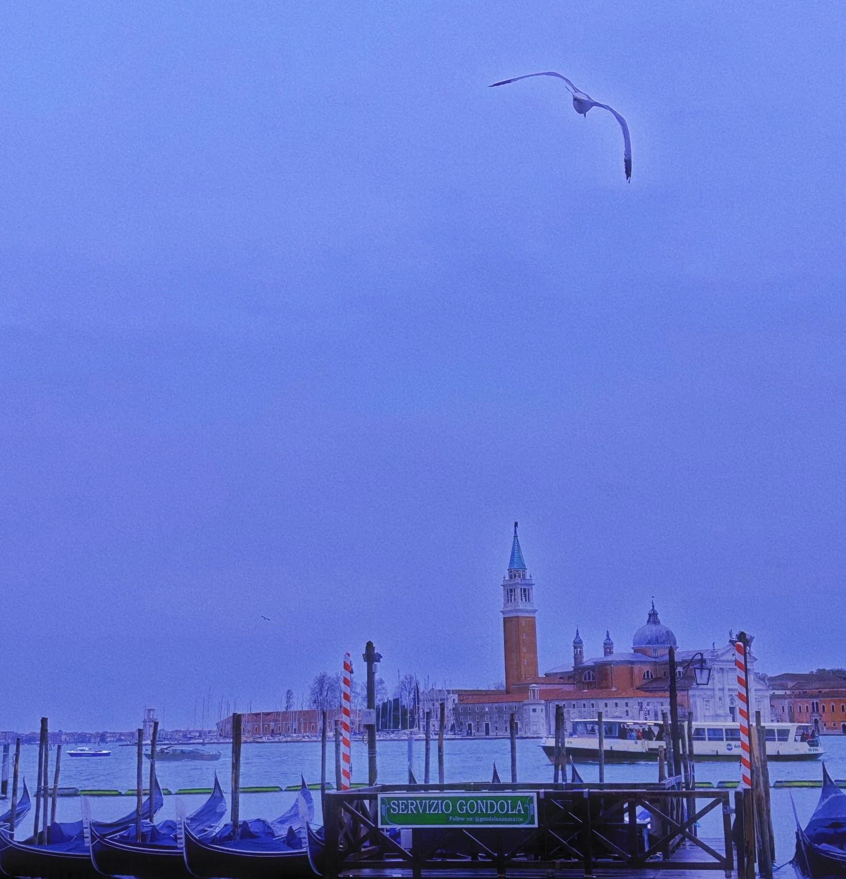 Bird above a waterfront with boats and a distant tower.